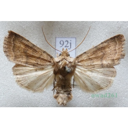 Hoplodrina octogenaria (Goeze, 1781) male Czech92j